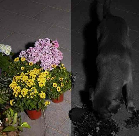 Welche EUFY-Kamera ist die beste?