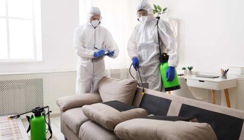 Umfassende Schädlingsbekämpfung in Hamburg