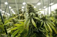 Cannabis distance from the lamp – The key to healthy plants and fat buds