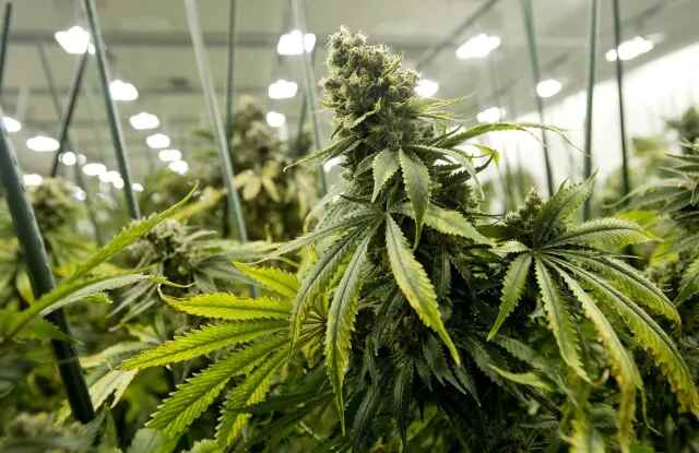 Cannabis distance from the lamp – The key to healthy plants and fat buds