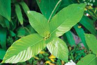 Kratom
