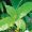 Kratom