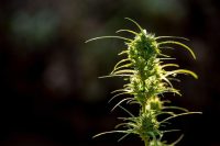 Top schnell blühende Cannabissamen mit hohem THC-Gehalt