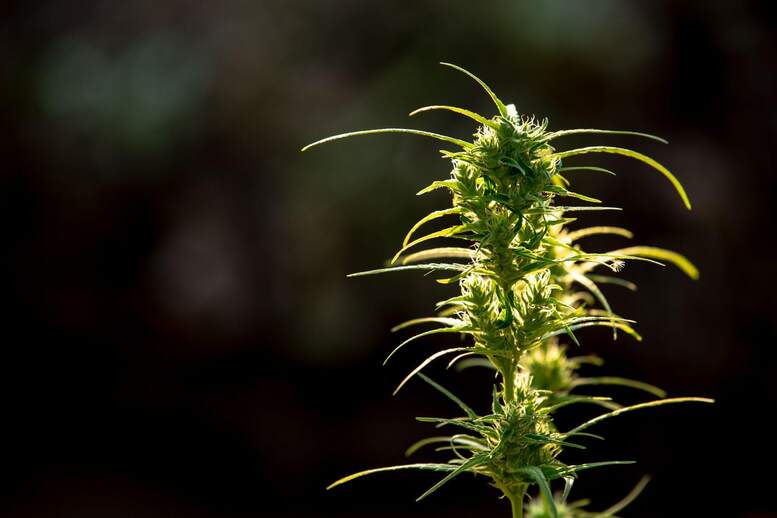 Top schnell blühende Cannabissamen mit hohem THC-Gehalt